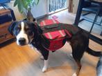 Rugzak hond, Dieren en Toebehoren, Honden-accessoires, Ophalen, Zo goed als nieuw