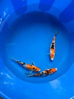 Tosai showa/sanke koi’s, Dieren en Toebehoren, Vissen | Vijvervissen, Karper of Koi