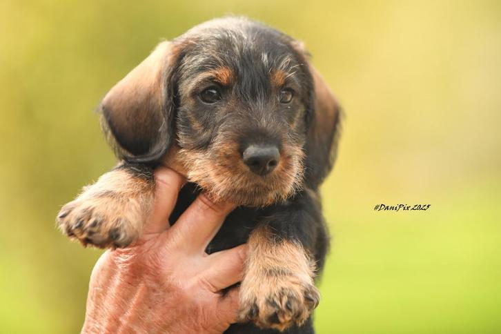 Standaard Ruwhaar Teckel Reutje wildkleur 9 weken, Dieren en Toebehoren, Honden | Teckels en Dashonden, Reu, Ruwhaar, Standaard