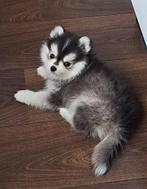 Pomsky Pup reu F2, Dieren en Toebehoren, 8 tot 15 weken, Eén hond, Nederland, Particulier
