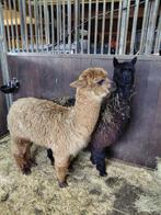 Te koop span alpaca, Dieren en Toebehoren, Overige Dieren, Juni, Meerdere dieren
