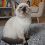 Brits / Britse Korthaar, geënt, raszuiver., Dieren en Toebehoren, Meerdere dieren, Gechipt, 0 tot 2 jaar