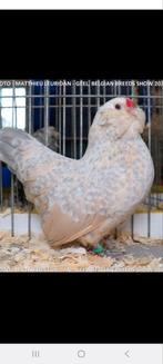 Gezocht broedeieren baardkriel isabelporselein, Dieren en Toebehoren, Geslacht onbekend, Kip