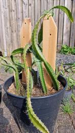 Dragon Fruit Pitaya, Huis en Inrichting, Kamerplanten, Ophalen, Fruitplant, In pot, Minder dan 100 cm