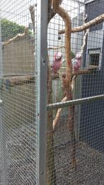 Roze kaketoe, Dieren en Toebehoren, Vogels | Parkieten en Papegaaien, Meerdere dieren, Papegaai, Geringd