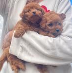 Pomapoo pups poedel kruising, Overige rassen, CDV (hondenziekte), 8 tot 15 weken, Meerdere