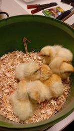 Poule de bresse kuikentjes, Geslacht onbekend, Kip