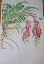 Hangplant met rode bloemen - zestiger jaren, Verzamelen, Verzenden, 1960 tot 1980, Gelopen, Natuur