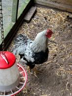 Wyandotte Haan, Dieren en Toebehoren, Pluimvee, Mannelijk, Kip