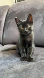 4 kittens te koop, Dieren en Toebehoren, Meerdere dieren, Ontwormd