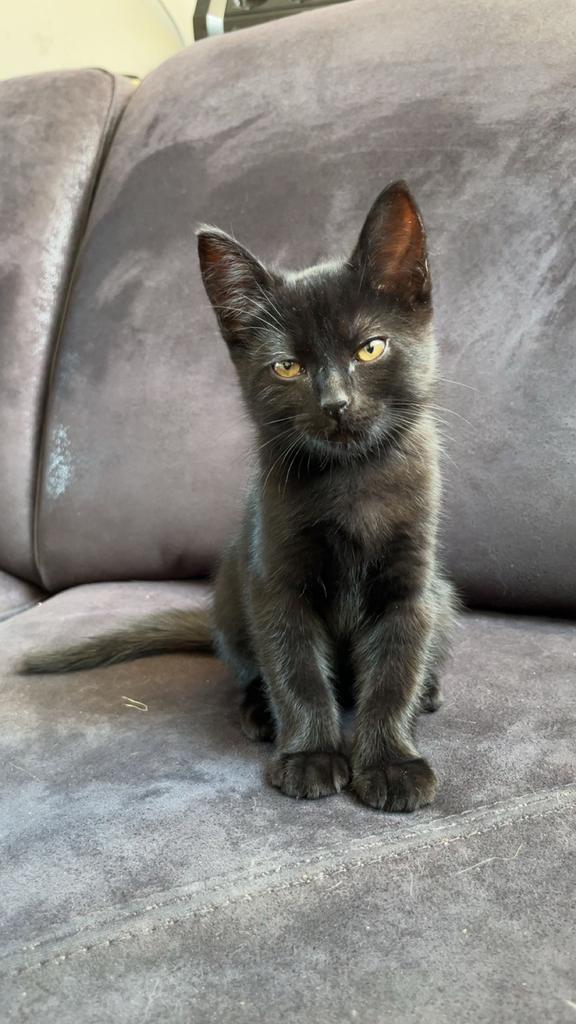 4 kittens te koop, Dieren en Toebehoren, Katten en Kittens | Raskatten | Korthaar, Meerdere dieren, Ontwormd