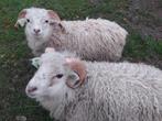 2 Ouessant rammetjes te koop, Dieren en Toebehoren, Schapen, Geiten en Varkens, Mannelijk, Schaap