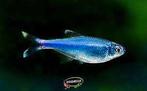 Boehlkea Fredcochui - Blauwe Tetra - Koidream Valburg, Dieren en Toebehoren, Vissen | Aquariumvissen, Vis, Zoetwatervis, Schoolvis