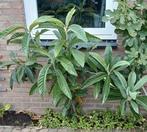 Loquat, Japanse mispel struik, Ophalen, Overige soorten