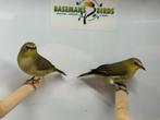 Senegal brilvogel - Zosterops senegalensis, Dieren en Toebehoren, Vogels | Overige Vogels, Meerdere dieren, Tropenvogel, Geringd