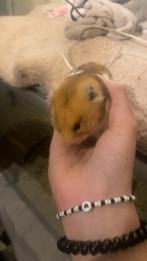 Hamster, Dieren en Toebehoren, Knaagdieren, Mannelijk, Hamster, Voor 1 juli 2024