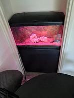 Aquarium 100 liter, Ophalen, Zo goed als nieuw, Gevuld zoetwateraquarium
