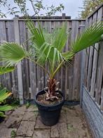Washingtonia Robusta palm in pot, 100 tot 250 cm, Zomer, Palmboom, Ophalen