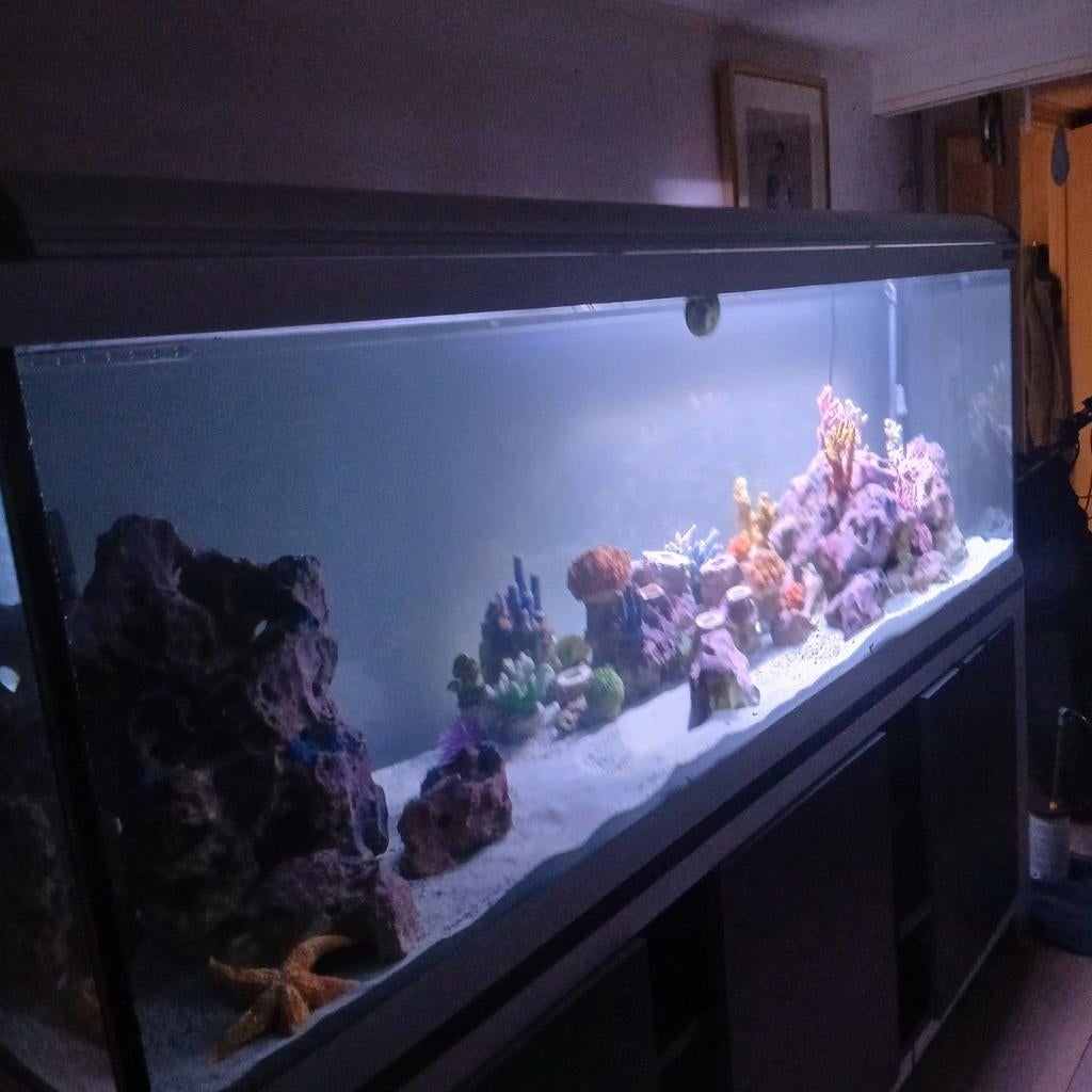 Reef aquarium, 2 x 60x60, Ophalen, Zo goed als nieuw, Gevuld zoetwateraquarium