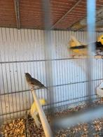 Diverse kanaries, Meerdere dieren, Kleurkanarie