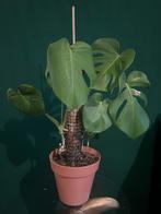 Monstera (gatenplant) 60cm hoog – mooie kamerplant, Ophalen, Overige soorten, Halfschaduw, In pot