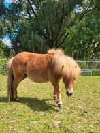 Verzorgpony Verzorgpony's aangeboden. Verzorgster gezocht!, Dieren en Toebehoren, Ophalen, Nieuw