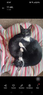 Fijn huis met tuin gezocht voor deze lieverds, Dieren en Toebehoren, Katten en Kittens | Overige Katten, Poes, 0 tot 2 jaar