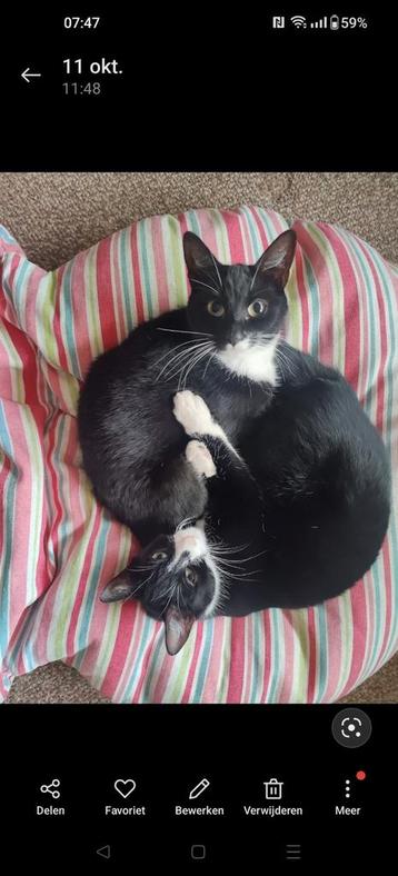 Fijn huis met tuin gezocht voor deze lieverds