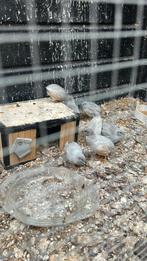 Chinese dwerg kwartels, Dieren en Toebehoren, Mannelijk, Tropenvogel