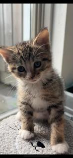 lieve kwart bengaalse kitten, Dieren en Toebehoren, Poes