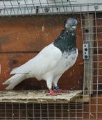 Boedapest Hoogvliegers Sportduiven Origineel, Dieren en Toebehoren, Vogels | Duiven, Mannelijk, Overige soorten