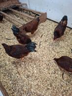3kippen en 3 hanen van barnevelder mahoni  e  nieuw, Mannelijk, Kip