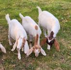 Boergeit, Dieren en Toebehoren, Schapen, Geiten en Varkens, Mannelijk, Schaap