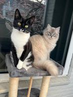 Europeese korthaar poes, Poes, Ingeënt