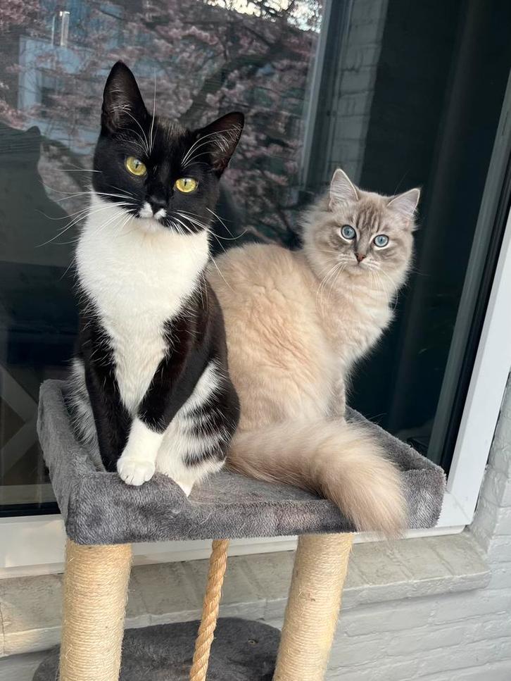 Europeese korthaar poes, Dieren en Toebehoren, Katten en Kittens | Raskatten | Korthaar, Poes, Ingeënt