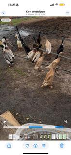 Loopeenden, Meerdere dieren, Eend