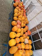 Gratis Pompoenen Ophalen, Tuin en Terras, Ophalen