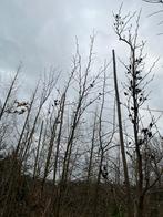 Stewartia, Volle zon, Bloeit niet, Minder dan 100 cm, Overige soorten