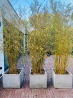 Bamboe haag in lichtgrijze plantenbakken 300cm breed x hoog, Bloeit niet, Overige soorten, 250 tot 400 cm, Ophalen