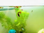 Jonge guppy s te koop., Dieren en Toebehoren, Vissen | Aquariumvissen, Vis