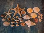Diverse schelpen en zeesterren, Verzamelen, Mineralen en Fossielen, Ophalen of Verzenden, Schelp(en)