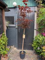 Acer Platanoides Rode Noorse Esdoorn, Tuin en Terras, Planten | Bomen, Ophalen, Bloeit niet, Overige soorten, Minder dan 100 cm