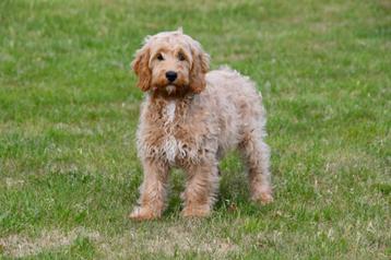 Cockapoo reutje te koop beschikbaar voor biedingen