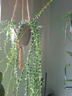 Hoya Dickasoniana / Vaccinioides/ Weebella, Huis en Inrichting, Kamerplanten, Ophalen of Verzenden, Halfschaduw, Minder dan 100 cm