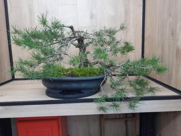 Bonsai (pre) yamadori Pinus sylvestris beschikbaar voor biedingen