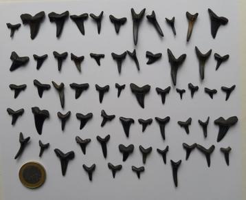 Haaientanden beschikbaar voor biedingen