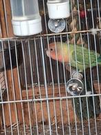 Agapomis 4 manden oud man, Dieren en Toebehoren, Vogels | Parkieten en Papegaaien, Mannelijk, Parkiet