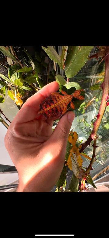 Eitjes van het wandelend blad Phyllium toebeloense galela  beschikbaar voor biedingen
