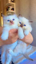 Ragdoll kittens, Poes, Ontwormd