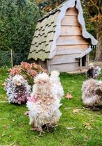 Broedeieren mottled usa zijdehoenders krul kippen, Dieren en Toebehoren, Pluimvee, Kip